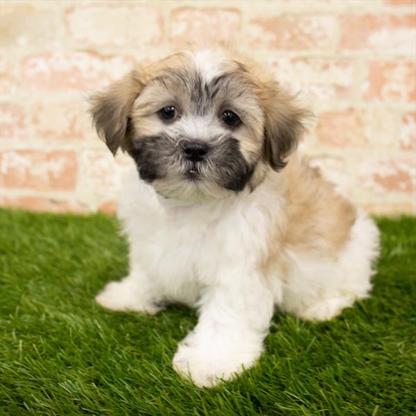 Teddy Bear-DOG-Male-Gold / White-5778-Petland Monroeville, PA