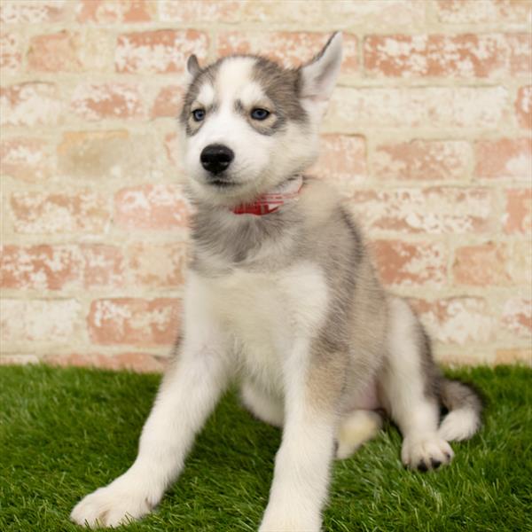 Siberian Husky-DOG-Female-Agouti / White-5779-Petland Monroeville, PA