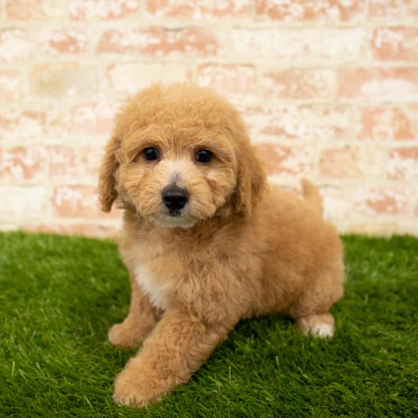 Bichon- Poo-DOG-Female-Apricot-5780-Petland Monroeville, PA