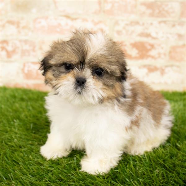 Shih Tzu-DOG-Male-Gold / White-5781-Petland Monroeville, PA