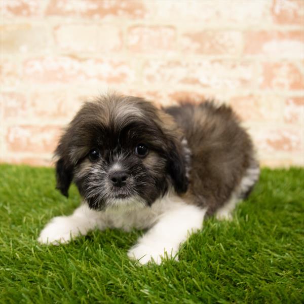 ShizaPoo-DOG-Male-Grizzle-5782-Petland Monroeville, PA