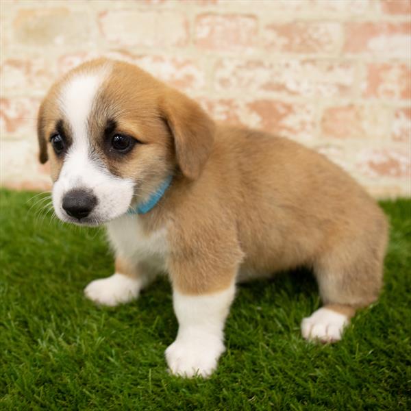 Pembroke Welsh Corgi-DOG-Female-Red Sable-5783-Petland Monroeville, PA