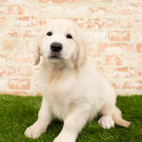 Golden Retriever-DOG-Male-Light Golden-5784-Petland Monroeville, PA