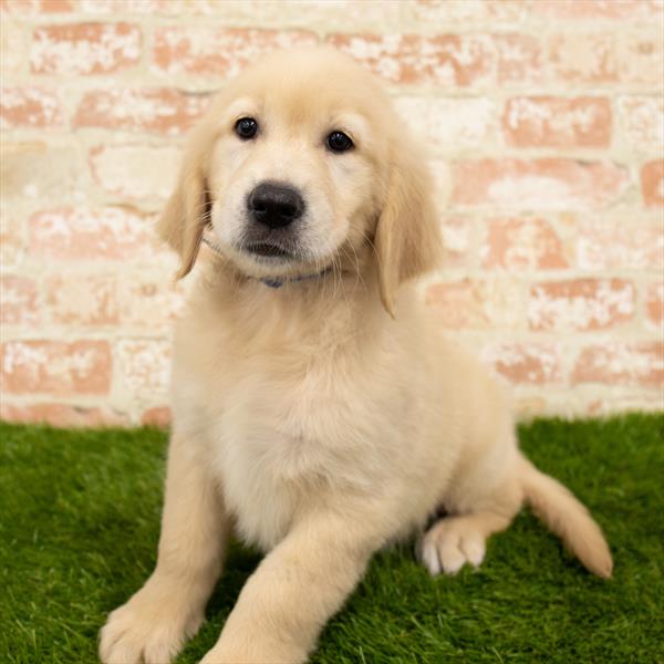 Golden Retriever-DOG-Female-Light Golden-5785-Petland Monroeville, PA