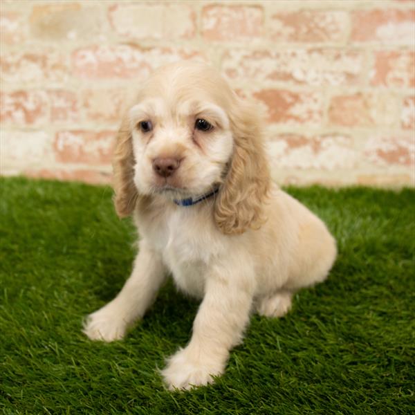 Cocker Spaniel-DOG-Male-Cream-5786-Petland Monroeville, PA