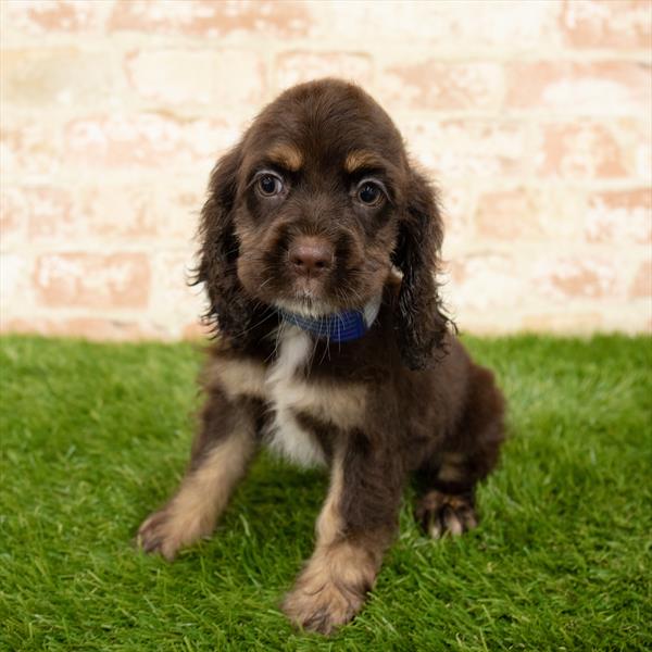 Cocker Spaniel-DOG-Female-Chocolate / Tan-5787-Petland Monroeville, PA