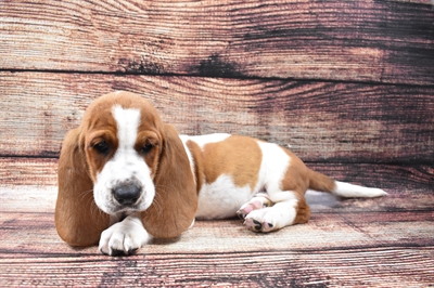 Basset Hound-DOG-Male-Red and White-5804-Petland Monroeville, PA