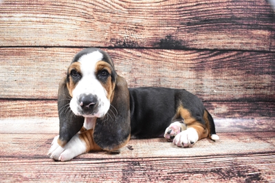 Basset Hound-DOG-Male-Black White and Tan-5805-Petland Monroeville, PA