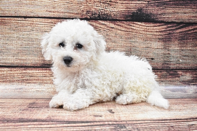 Bichon-DOG-Female-White-5806-Petland Monroeville, PA