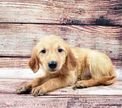 Golden Retriever-DOG-Female-Dark Golden-5807-Petland Monroeville, PA