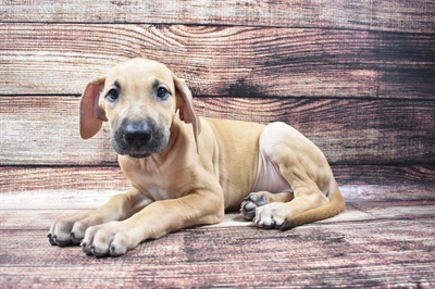 Great Dane-DOG-Female-Fawn-5808-Petland Monroeville, PA
