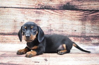 Dachshund-DOG-Female-Black and Tan-5809-Petland Monroeville, PA