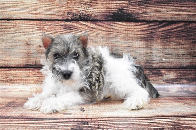 Mini Schnauzer-DOG-Female-Salt and Pepper-5810-Petland Monroeville, PA