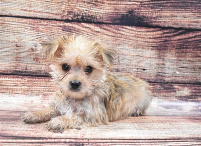 Morkie-DOG-Male-Gold-5811-Petland Monroeville, PA