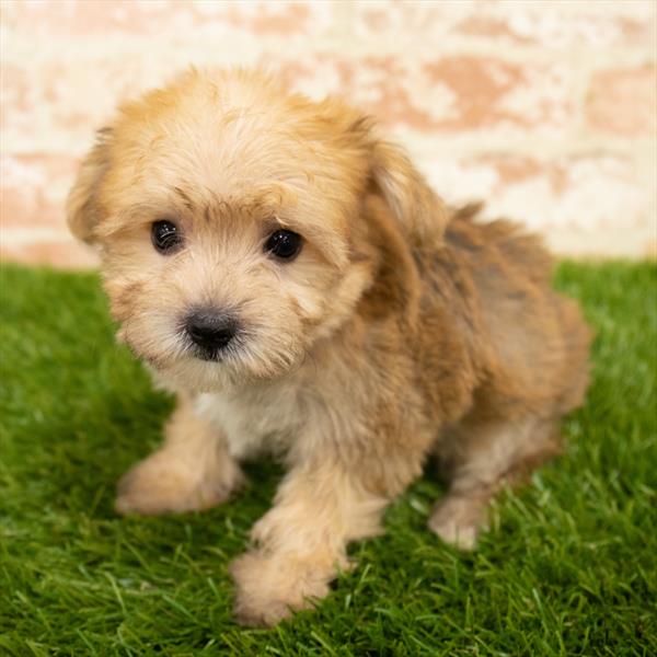 Morkie-DOG-Female-Golden-5821-Petland Monroeville, PA