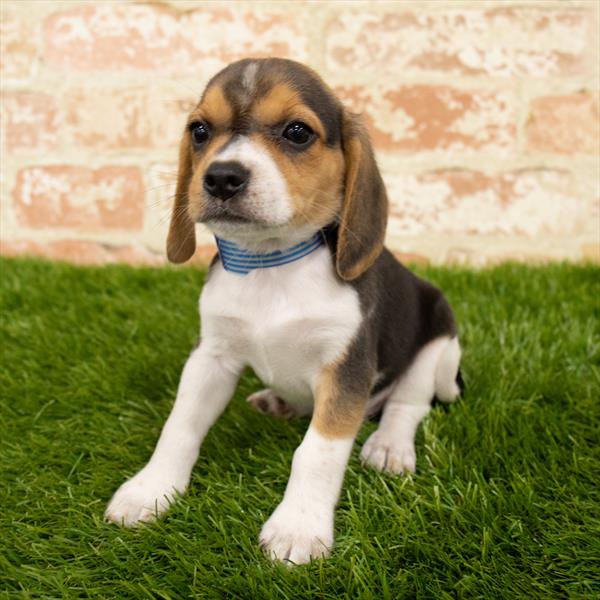 Beagle-DOG-Male-Black White / Tan-5822-Petland Monroeville, PA