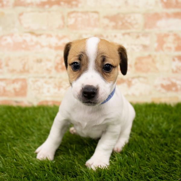Jack Russell Terrier-DOG-Male-White-5823-Petland Monroeville, PA