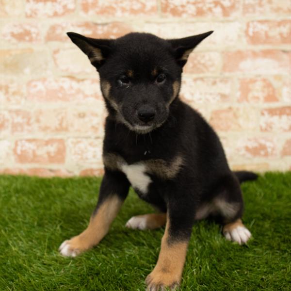 Shiba Inu-DOG-Male-Black / Tan-5824-Petland Monroeville, PA