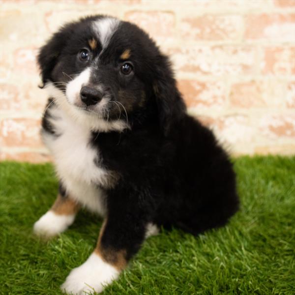Miniature Australian Shepherd-DOG-Male-Black-5825-Petland Monroeville, PA