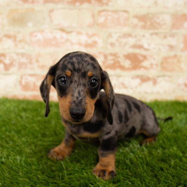 Dachshund-DOG-Male-Black / Tan-5826-Petland Monroeville, PA