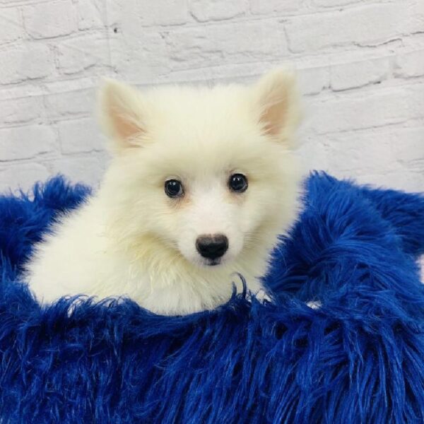 American Eskimo-DOG-Male-White-5847-Petland Monroeville, PA