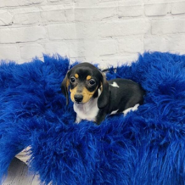Dachshund-DOG-Female-Black and Tan-5848-Petland Monroeville, PA