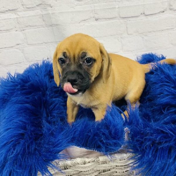 Puggle-DOG-Female-Fawn-5849-Petland Monroeville, PA
