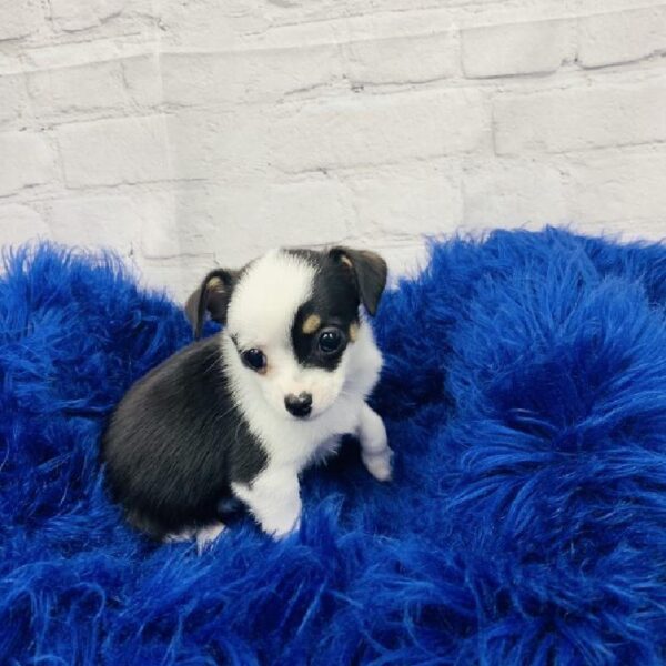 Chihuahua-DOG-Female-Black and White-5850-Petland Monroeville, PA