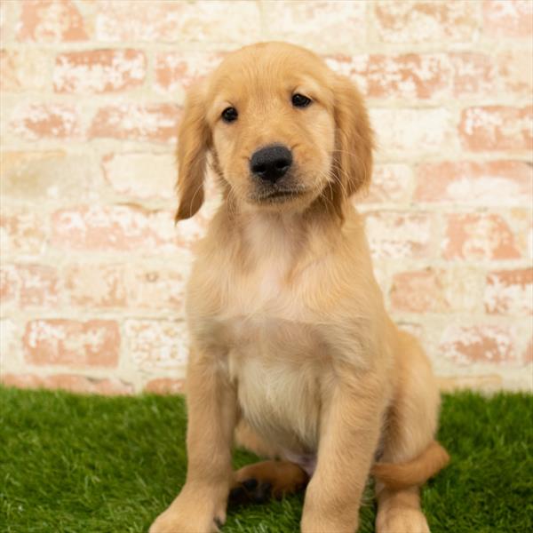 Golden Retriever-DOG-Male-Golden-5851-Petland Monroeville, PA