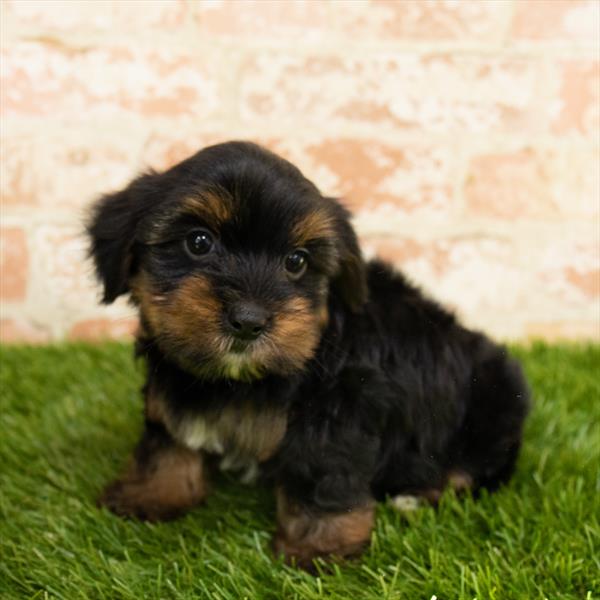 Yorkie-DOG-Male-Black / Tan-5852-Petland Monroeville, PA