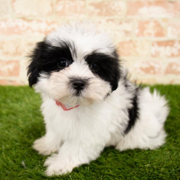 Maltipoo-DOG-Female-Black / White-5853-Petland Monroeville, PA