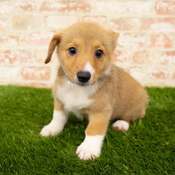 Pembroke Welsh Corgi-DOG-Male-Red / White-5854-Petland Monroeville, PA