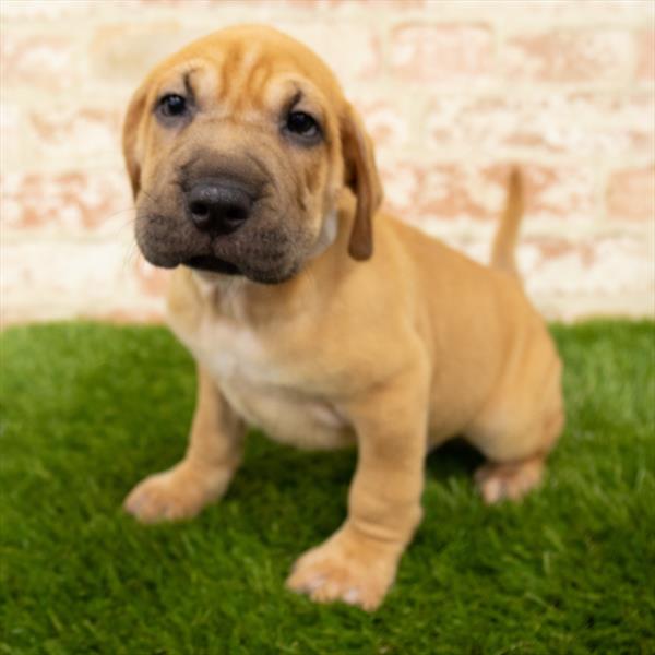 Sharpeagle-DOG-Male-Red-5855-Petland Monroeville, PA