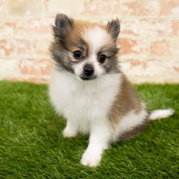 Pomeranian-DOG-Female-Sable / White-5856-Petland Monroeville, PA