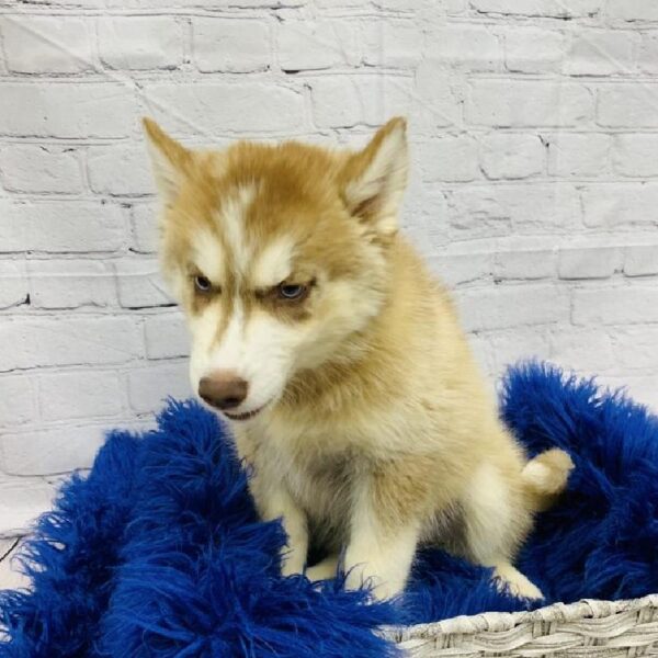 Siberian Husky-DOG-Female-Red and White-5877-Petland Monroeville, PA