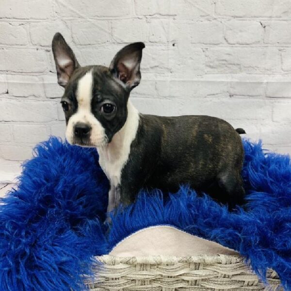 Boston Terrier-DOG-Female-Black Brindle and White-5876-Petland Monroeville, PA