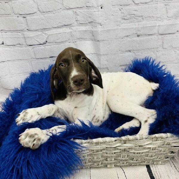 German Shorthaired Pointer-DOG-Male-Brown and White-5875-Petland Monroeville, PA