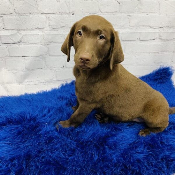 Labrador Retriever-DOG-Female-Chocolate-5874-Petland Monroeville, PA