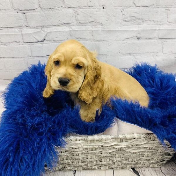 Cocker Spaniel-DOG-Male-Buff-5873-Petland Monroeville, PA