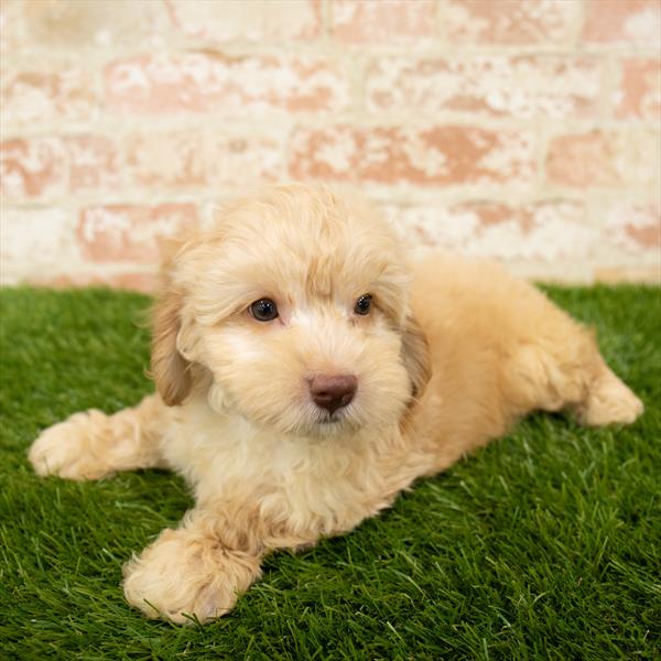 Cockapoo-DOG-Female-Apricot-5878-Petland Monroeville, PA