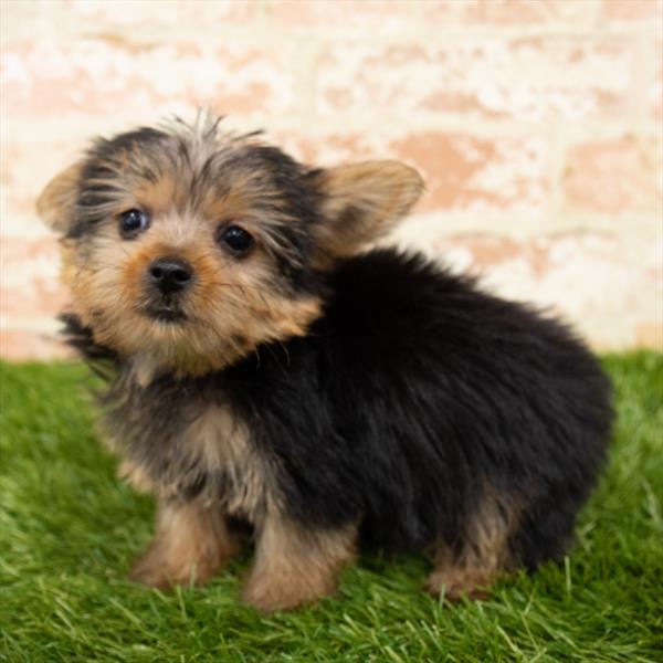 Yorkie-DOG-Male-Black / Tan-5880-Petland Monroeville, PA