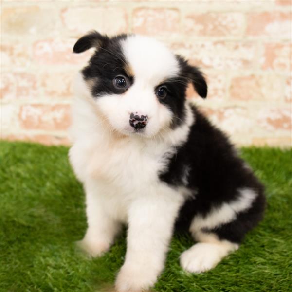 Miniature Australian Shepherd-DOG-Male-Black-5881-Petland Monroeville, PA