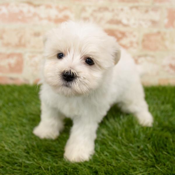 Havanese-DOG-Male-White-5882-Petland Monroeville, PA