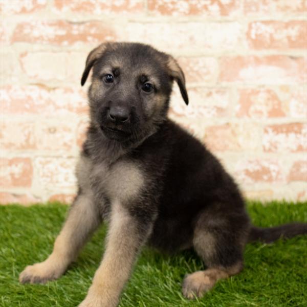 German Shepherd-DOG-Male-Black / Tan-5884-Petland Monroeville, PA