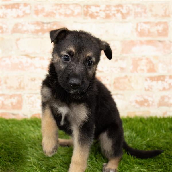 German Shepherd-DOG-Female-Black / Tan-5885-Petland Monroeville, PA