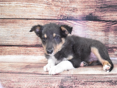 Border Collie-DOG-Male-Black Red and White-5906-Petland Monroeville, PA
