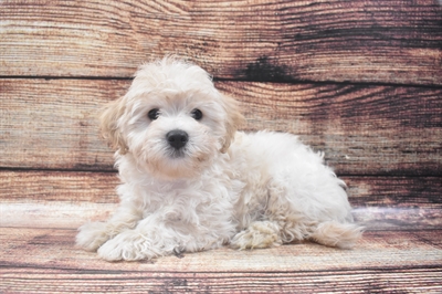 Malti-Poo-DOG-Male-Cream-5907-Petland Monroeville, PA