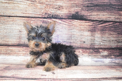 Yorkie-DOG-Male-Black and Tan-5908-Petland Monroeville, PA