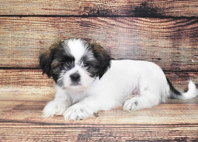 Shih Tzu-DOG-Male-Brindle and White-5909-Petland Monroeville, PA