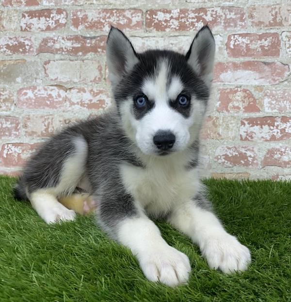Siberian Husky-DOG-Male-Black / White-5910-Petland Monroeville, PA
